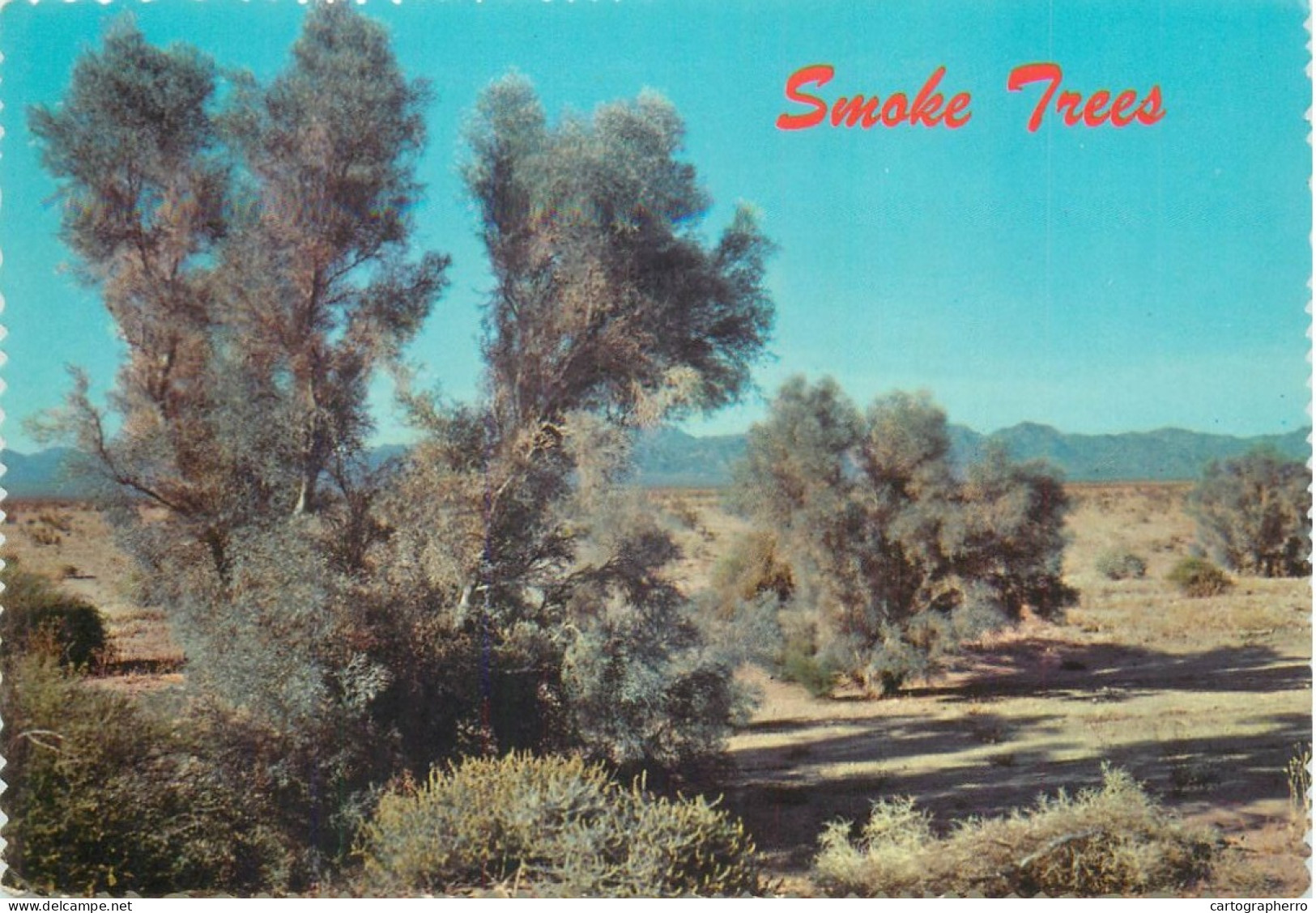 Postcard United States AZ - Arizona > Phoenix Smoke Trees In A Desert Wash - Phoenix