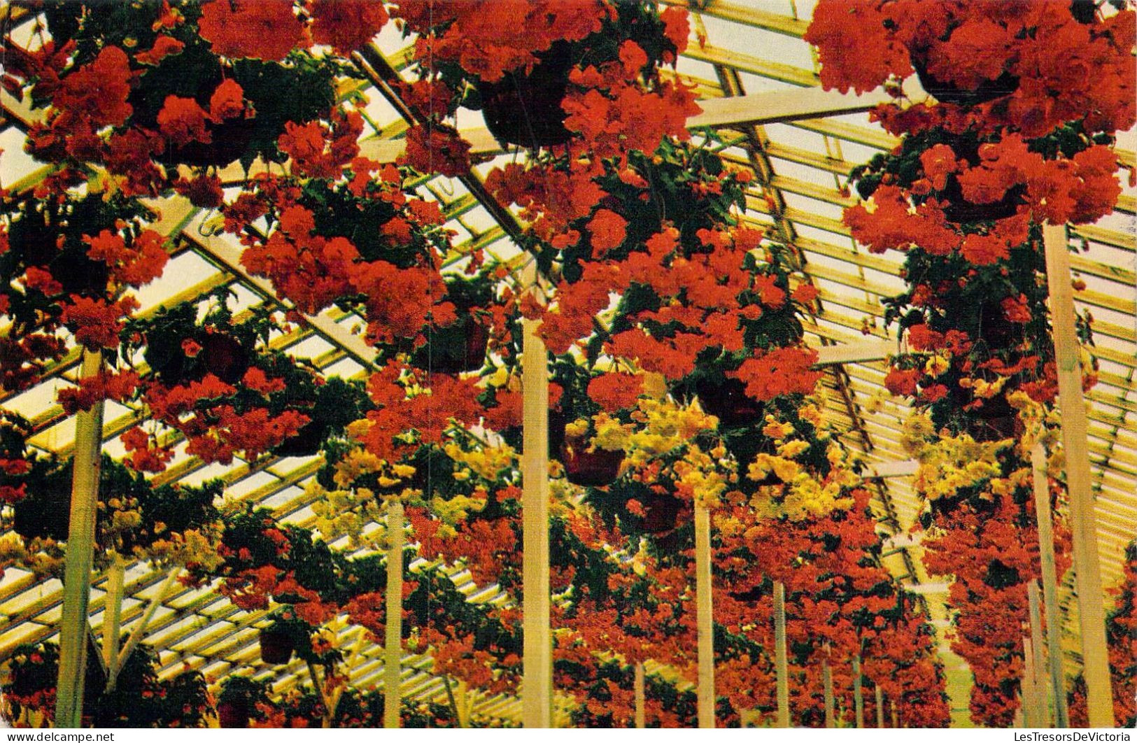 ETATS-UNIS - California - Santa Cruz - Begonia Gardens - Carte Postale Ancienne - Sonstige & Ohne Zuordnung