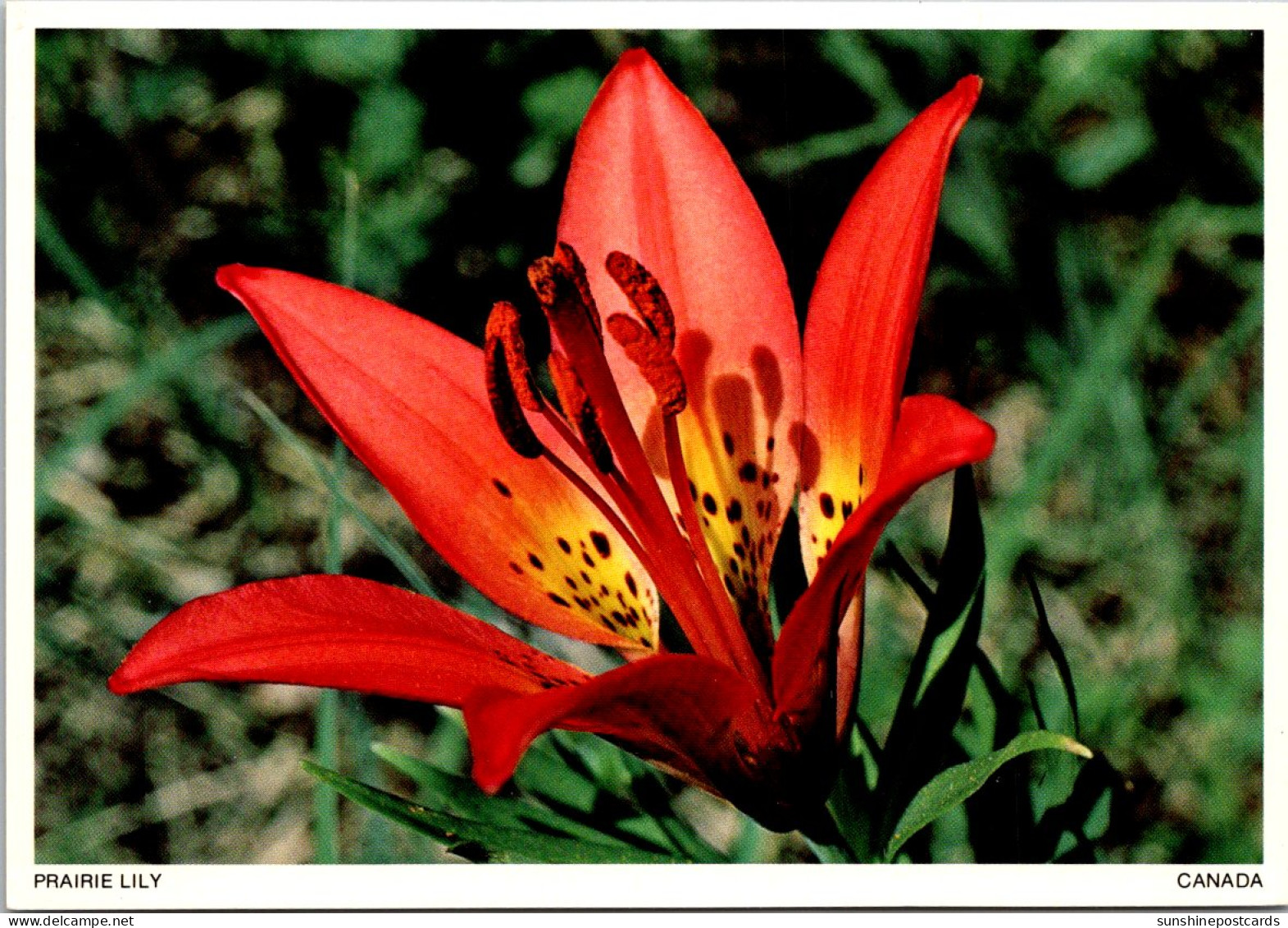 Canada Flowers Prairie Lily Or Western Red Lily - Moderne Ansichtskarten