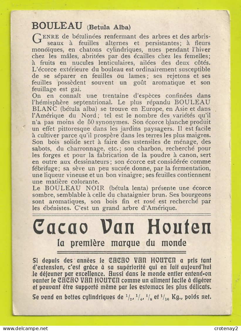 Chromo Chocolat Cacao VAN HOUTEN Les Arbres Le Bouleau Betula Alba L VOIR DOS Explications - Van Houten
