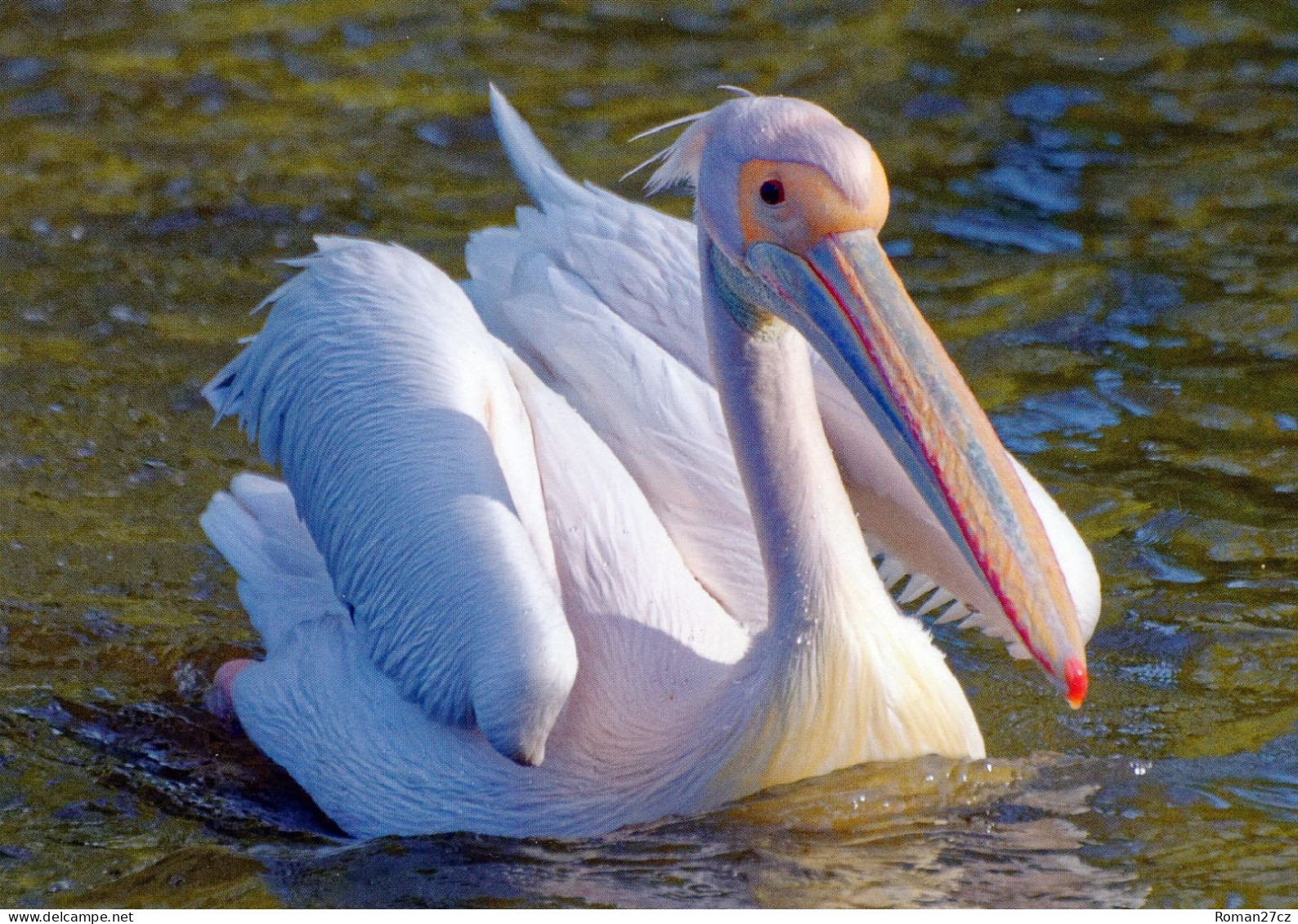 Opel ZOO Taunus, Germany - Pelican - Kronberg