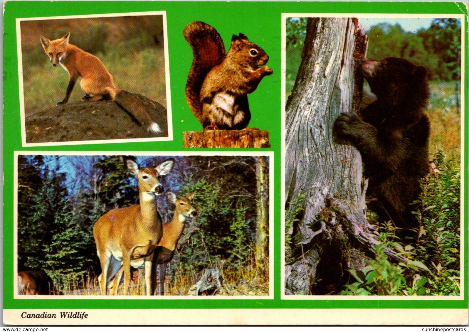 Canadian Wildlife Bear Deer Fox And Squirrel 1973 - Cartes Modernes