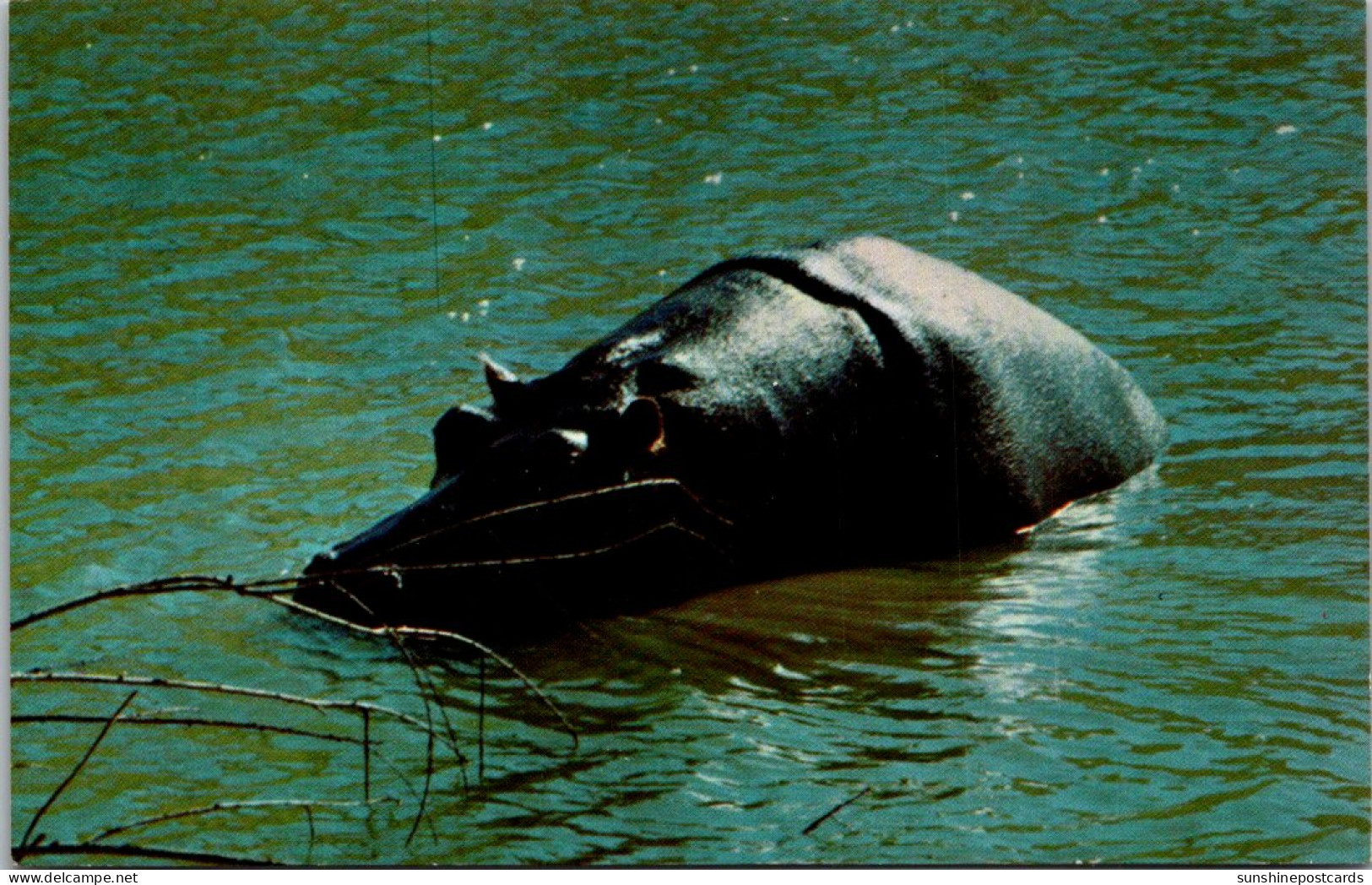 Hippopotamus Only Found In Africa - Hippopotames