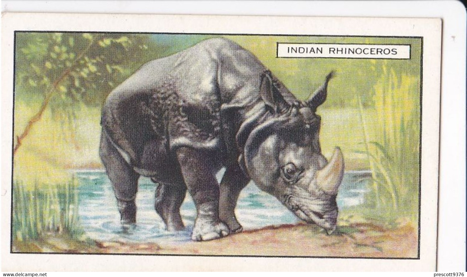 Wild Animals 1937 - 18 Indian Rhinocerus - Gallaher Cigarette Card - Original - Wildlife - Gallaher