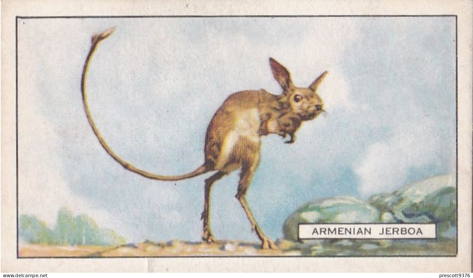 18 Armenian Jerboa  - Wild Animals 1937  - Gallaher Cigarette Card - Original - Wildlife - Gallaher