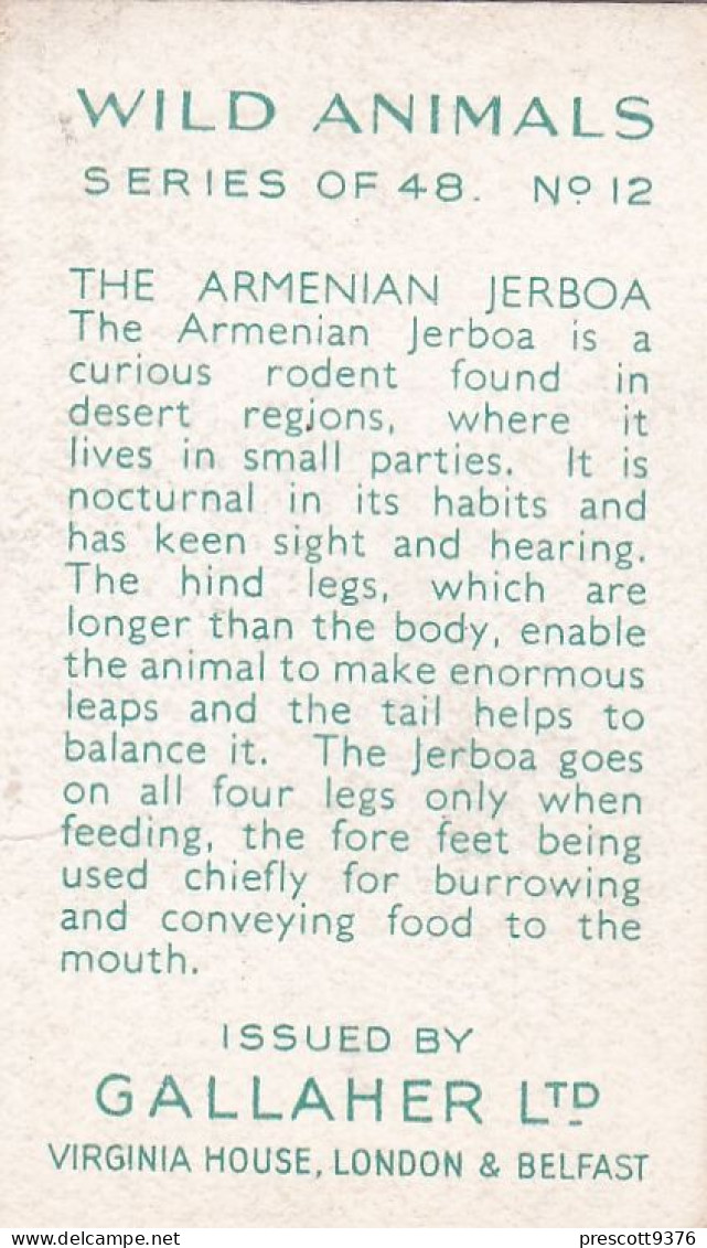 18 Armenian Jerboa  - Wild Animals 1937  - Gallaher Cigarette Card - Original - Wildlife - Gallaher