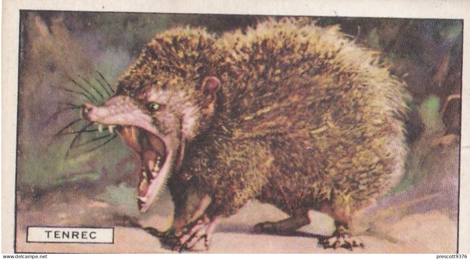 The Tenrec  - Wild Animals 1937  - Gallaher Cigarette Card - Original - Wildlife - Gallaher