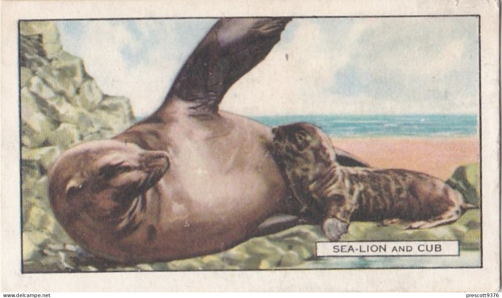 11 Sea Lion & Cub  - Wild Animals 1937  - Gallaher Cigarette Card - Original - Wildlife - Gallaher