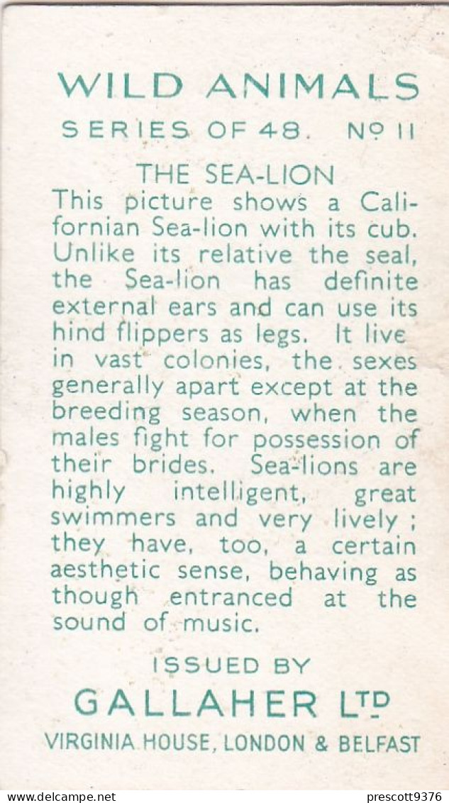 11 Sea Lion & Cub  - Wild Animals 1937  - Gallaher Cigarette Card - Original - Wildlife - Gallaher