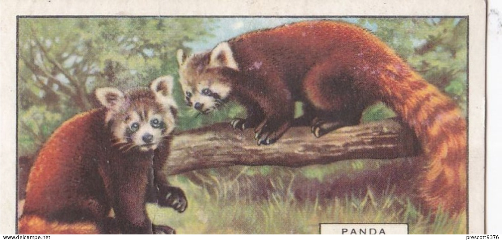 17 The Panda - Wild Animals 1937  - Gallaher Cigarette Card - Original - Wildlife - Gallaher