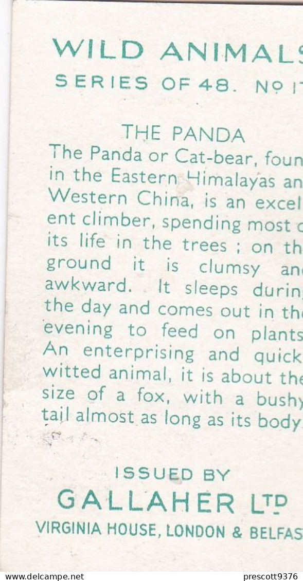 17 The Panda - Wild Animals 1937  - Gallaher Cigarette Card - Original - Wildlife - Gallaher