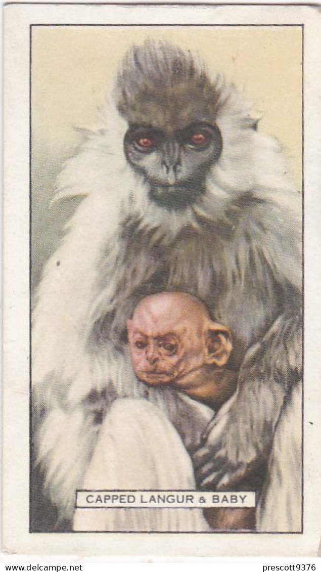 13 Capped Langur & Baby  - Wild Animals 1937  - Gallaher Cigarette Card - Original - Wildlife - Gallaher