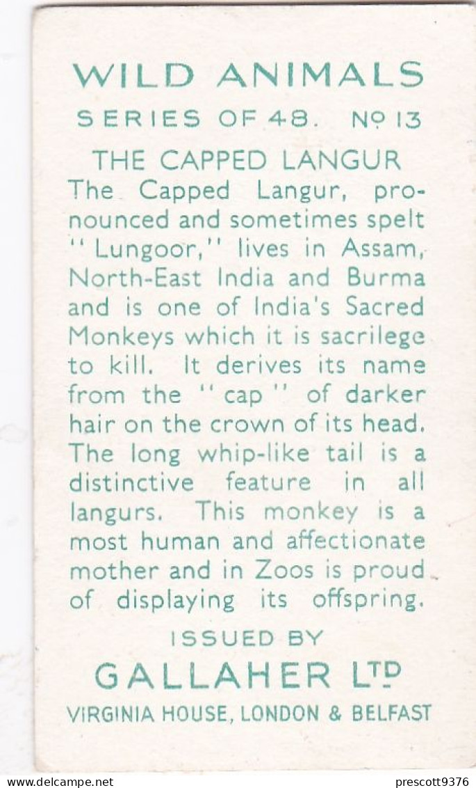 13 Capped Langur & Baby  - Wild Animals 1937  - Gallaher Cigarette Card - Original - Wildlife - Gallaher