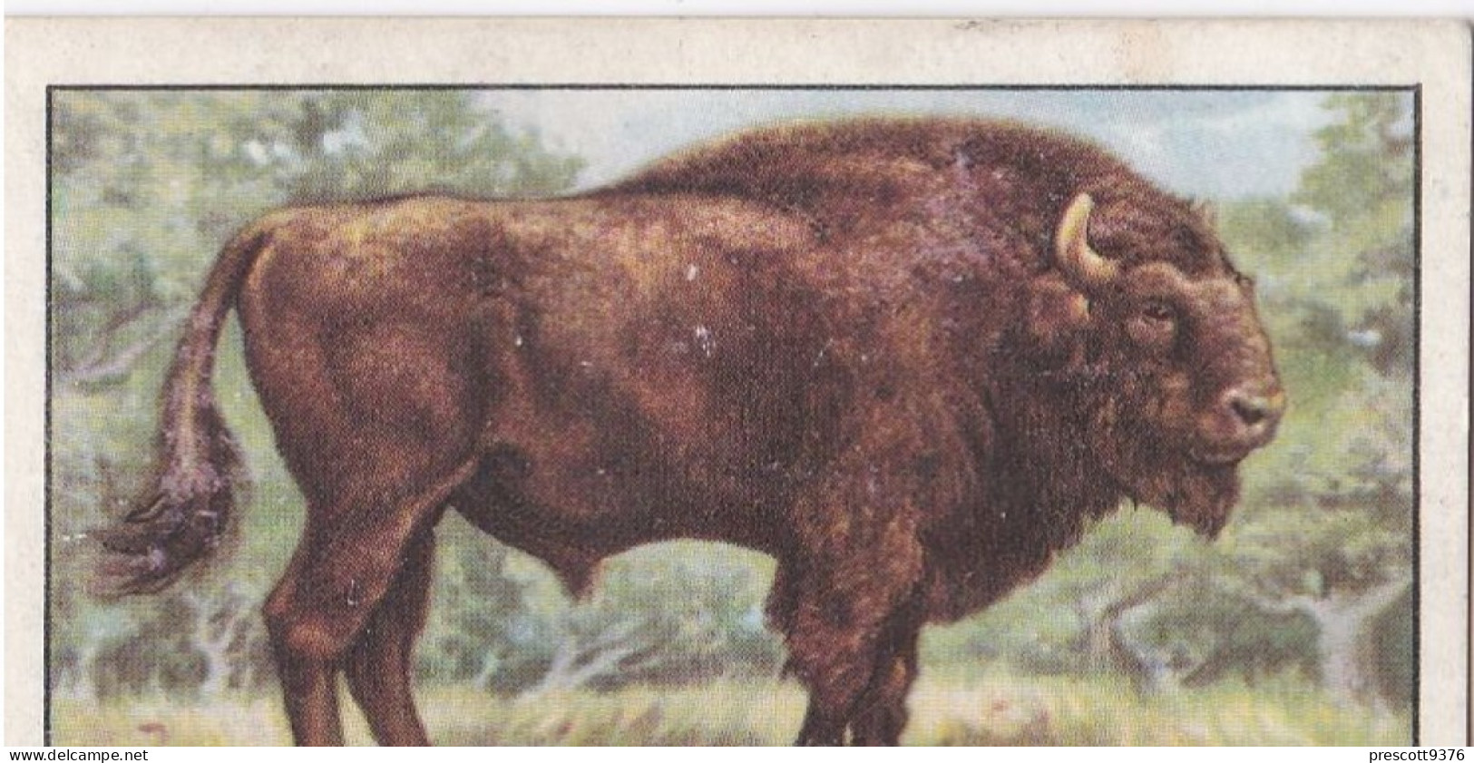 19 European Bison - Wild Animals 1937  - Gallaher Cigarette Card - Original - Wildlife - Gallaher