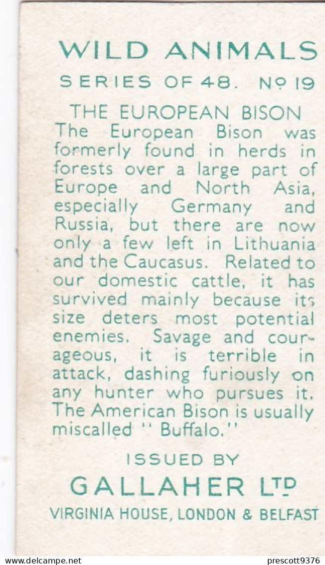 19 European Bison - Wild Animals 1937  - Gallaher Cigarette Card - Original - Wildlife - Gallaher