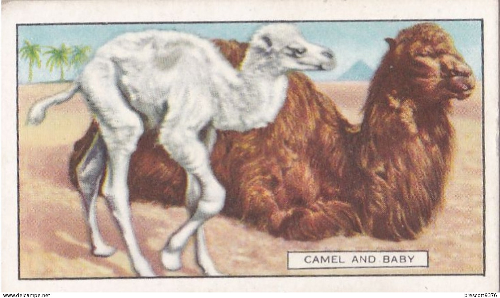 20 The Camel  - Wild Animals 1937  - Gallaher Cigarette Card - Original - Wildlife - Gallaher