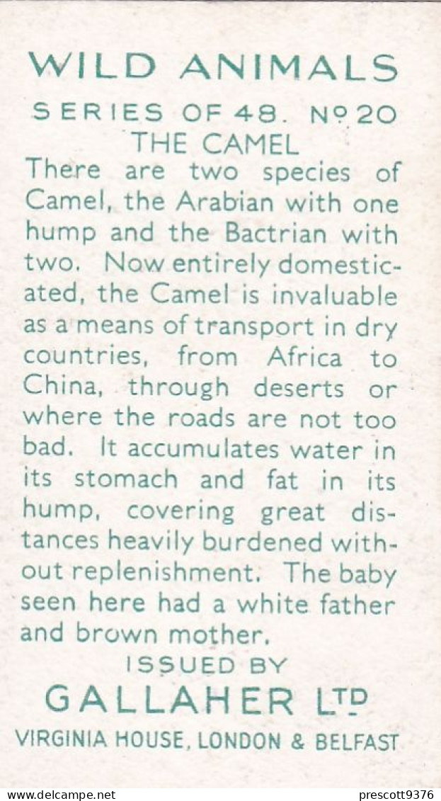 20 The Camel  - Wild Animals 1937  - Gallaher Cigarette Card - Original - Wildlife - Gallaher