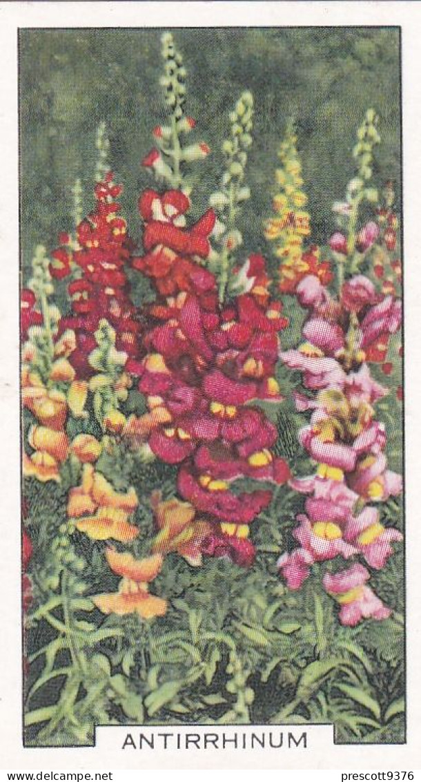 3 Antirrhinum   - Garden Flowers 1938 - Gallaher Cigarette Card - Original - - Gallaher