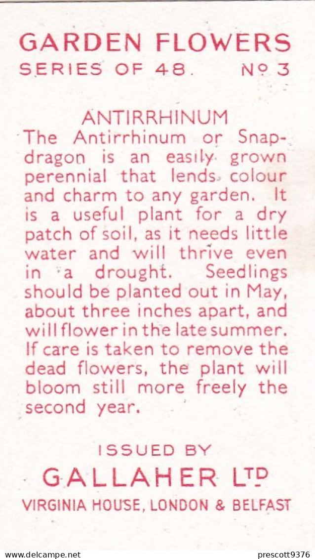 3 Antirrhinum   - Garden Flowers 1938 - Gallaher Cigarette Card - Original - - Gallaher