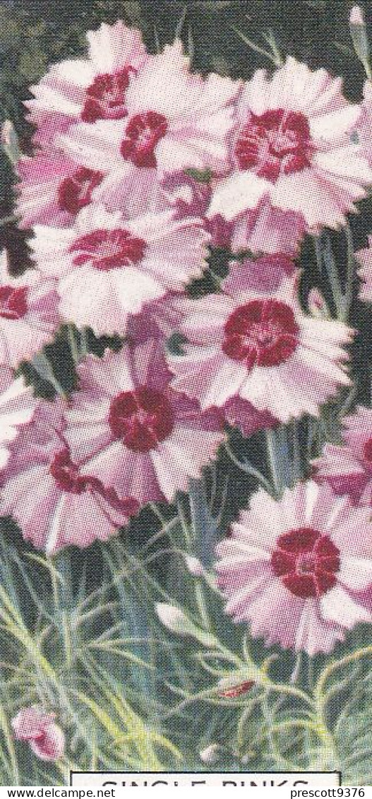 Single Pink  - Garden Flowers 1938 - Gallaher Cigarette Card - Original - - Gallaher