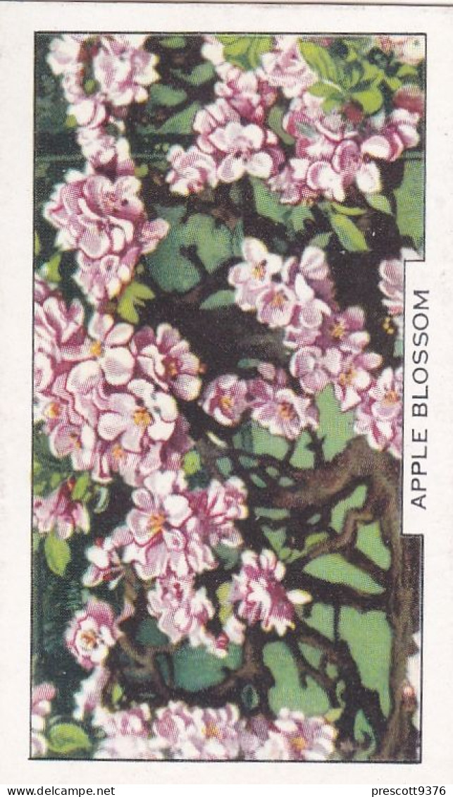 5 Apple Blossom  - Garden Flowers 1938 - Gallaher Cigarette Card - Original - - Gallaher