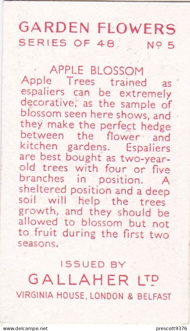 5 Apple Blossom  - Garden Flowers 1938 - Gallaher Cigarette Card - Original - - Gallaher