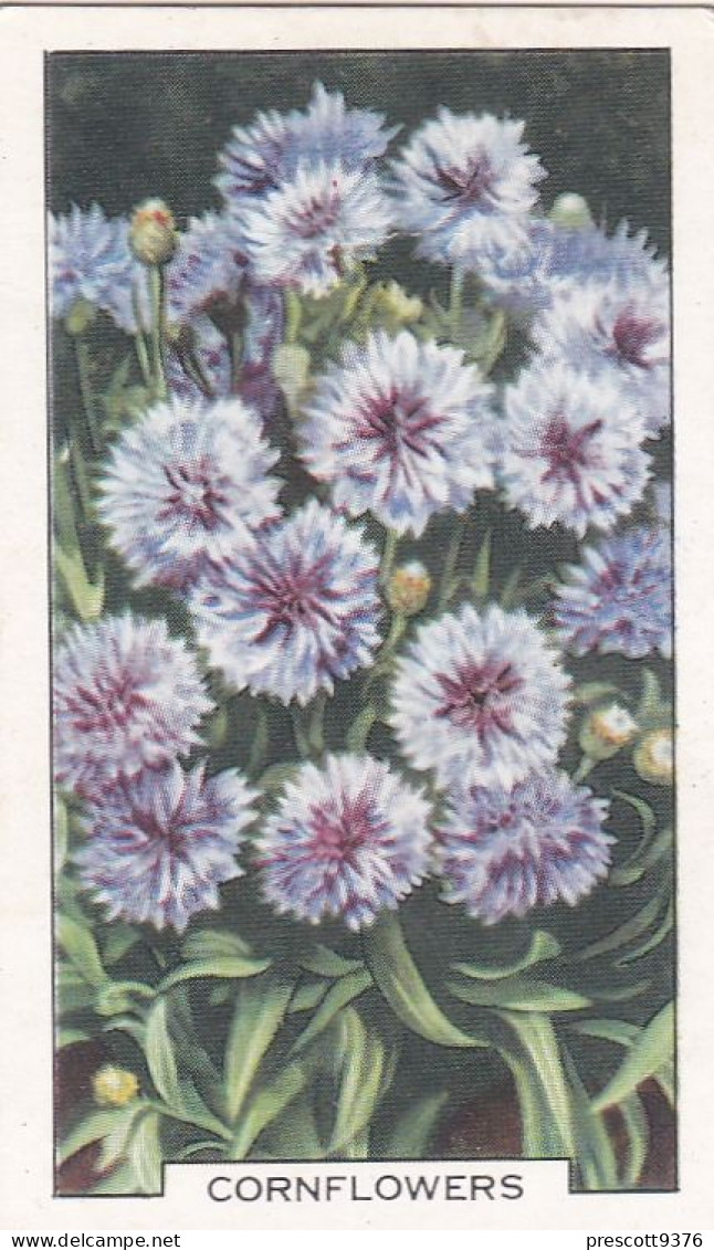 2 Cornflower - Garden Flowers 1938 - Gallaher Cigarette Card - Original - - Gallaher