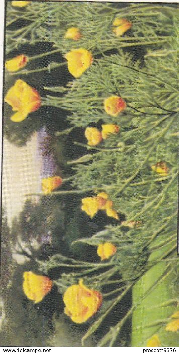 Californian Poppy - Garden Flowers 1938 - Gallaher Cigarette Card - Original - - Gallaher