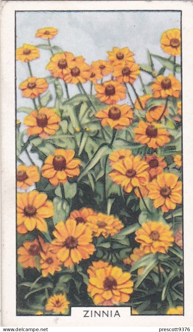 Zinnia  - Garden Flowers 1938 - Gallaher Cigarette Card - Original - - Gallaher