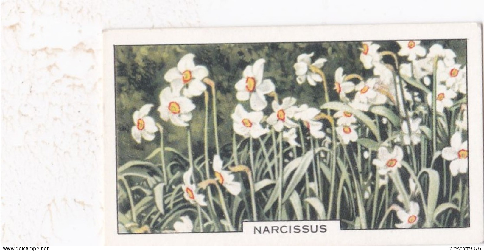 1 Narcissus  - Garden Flowers 1938 - Gallaher Cigarette Card - Original - - Gallaher