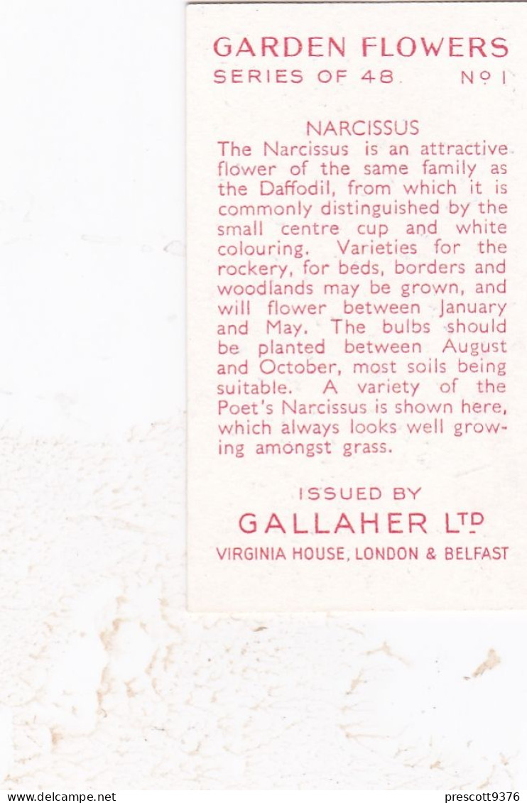 1 Narcissus  - Garden Flowers 1938 - Gallaher Cigarette Card - Original - - Gallaher