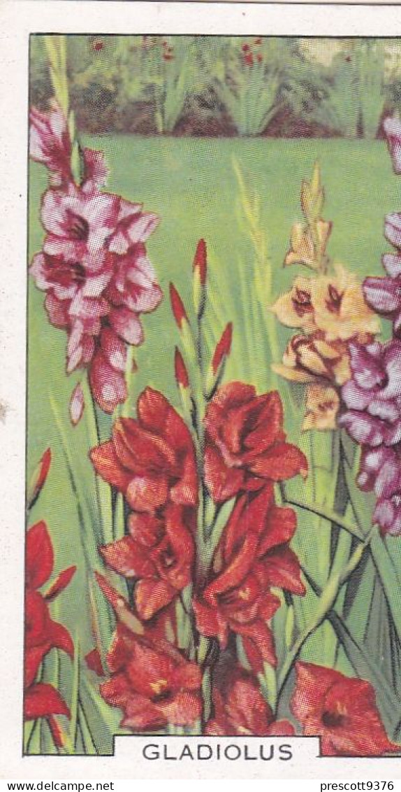 Gladiolus  - Garden Flowers 1938 - Gallaher Cigarette Card - Original - - Gallaher