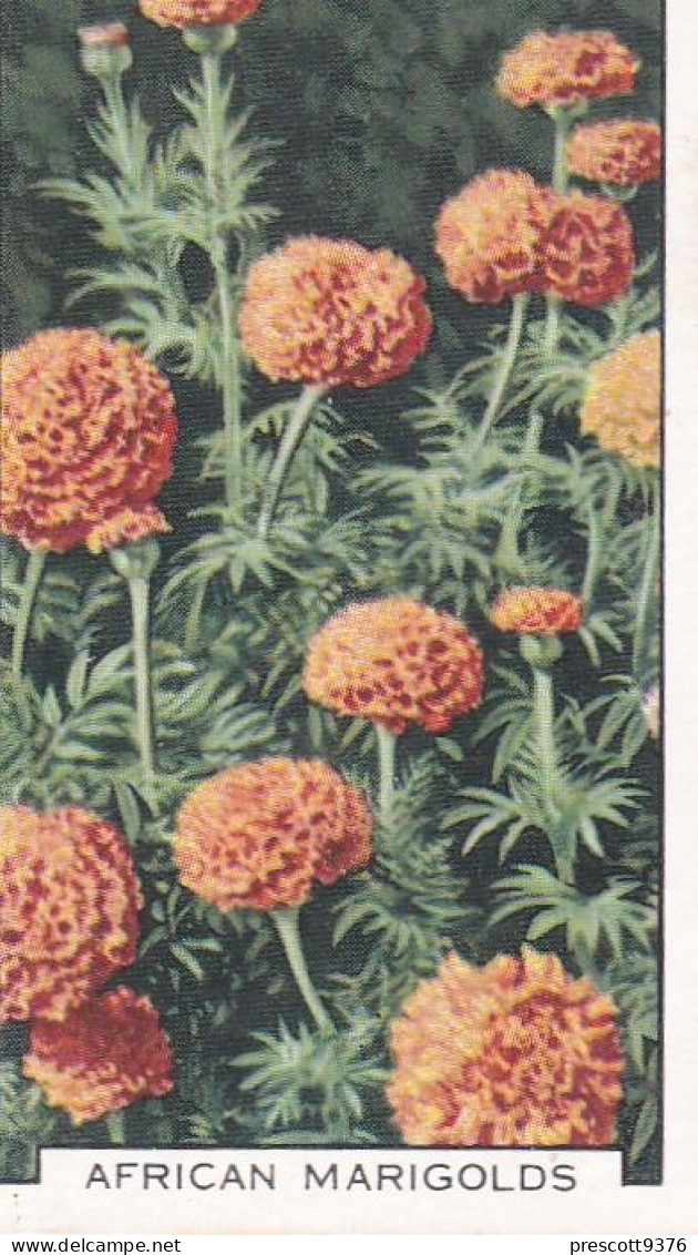 7 African Marigolds  - Garden Flowers 1938 - Gallaher Cigarette Card - Original - - Gallaher