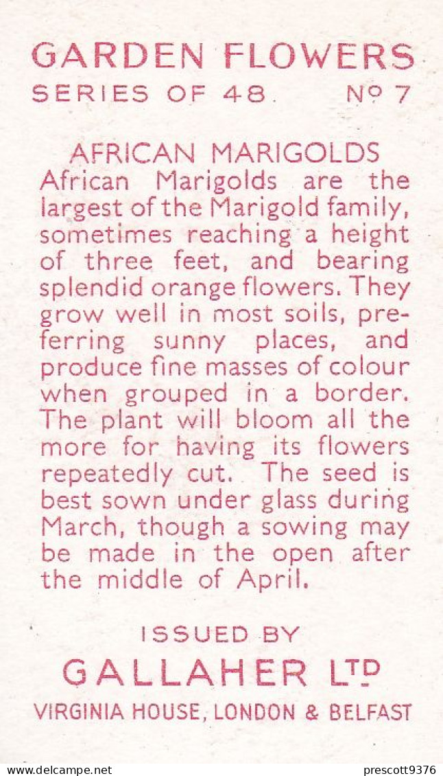 7 African Marigolds  - Garden Flowers 1938 - Gallaher Cigarette Card - Original - - Gallaher