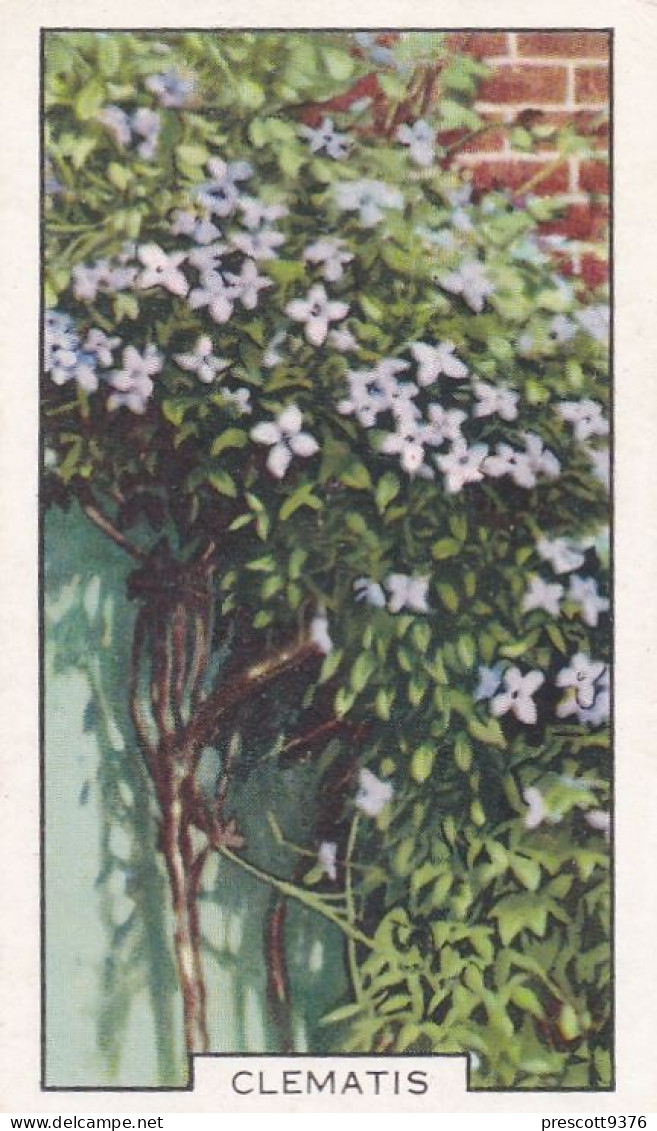 48 Clematis  - Garden Flowers 1938 - Gallaher Cigarette Card - Original - - Gallaher