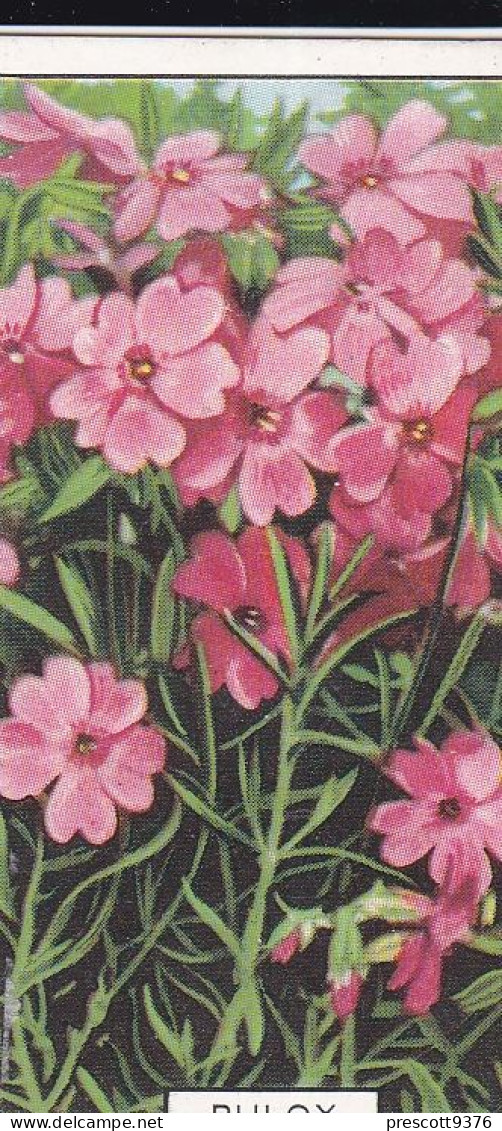 Phlox  - Garden Flowers 1938 - Gallaher Cigarette Card - Original - - Gallaher
