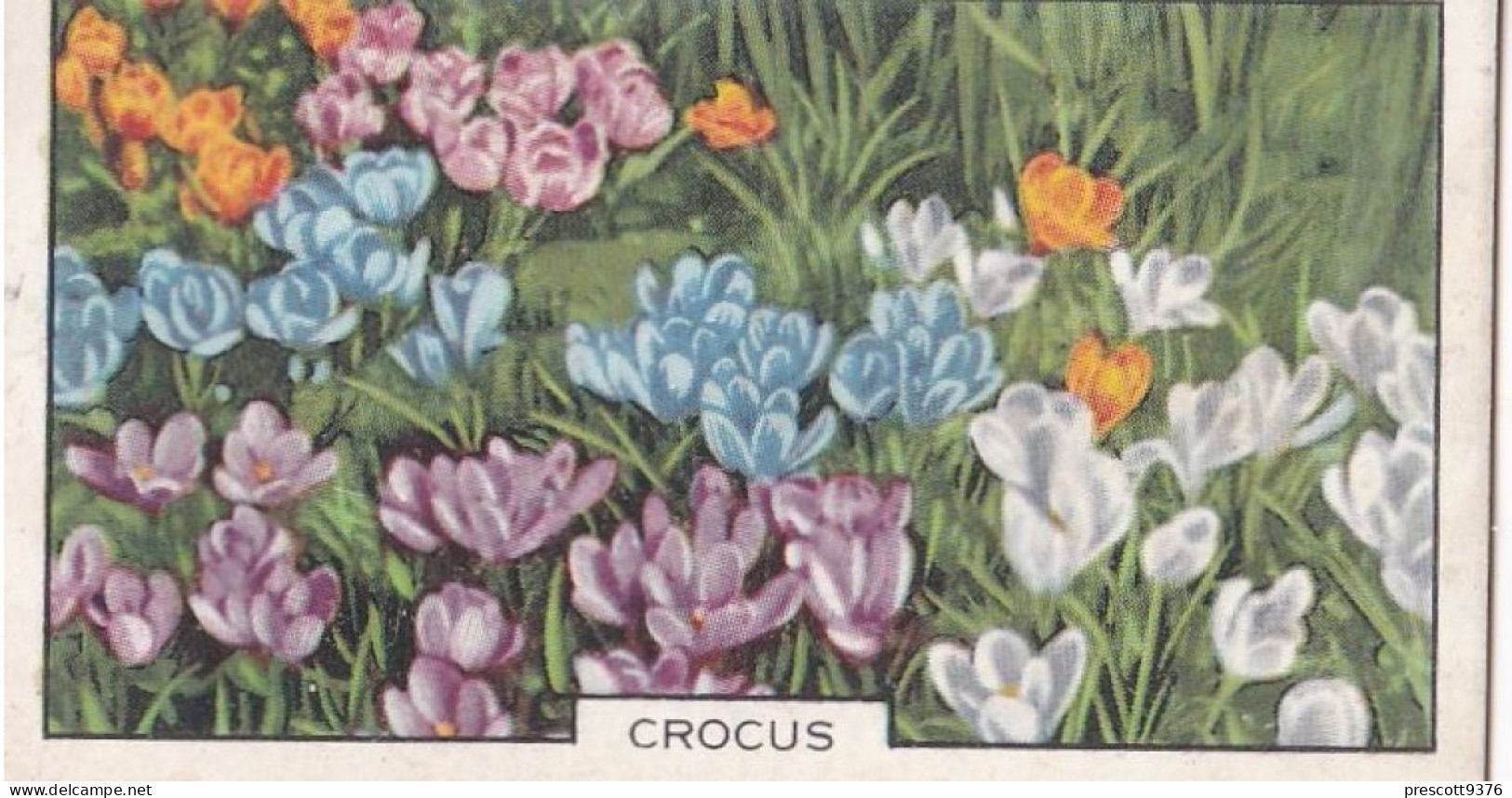 46 Crocus  - Garden Flowers 1938 - Gallaher Cigarette Card - Original - - Gallaher