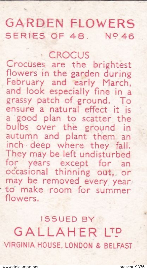 46 Crocus  - Garden Flowers 1938 - Gallaher Cigarette Card - Original - - Gallaher