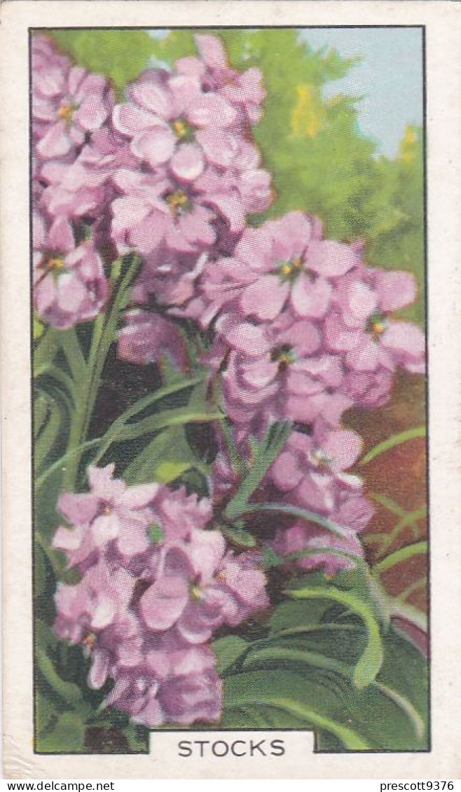 45 Stocks - Garden Flowers 1938 - Gallaher Cigarette Card - Original - - Gallaher