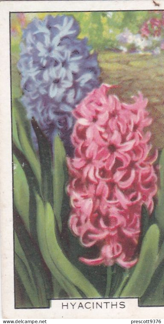 Hyacinths - Garden Flowers 1938 - Gallaher Cigarette Card - Original - - Gallaher