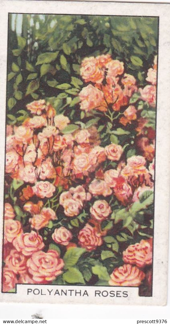 47 Polyantha Roses - Garden Flowers 1938 - Gallaher Cigarette Card - Original - - Gallaher