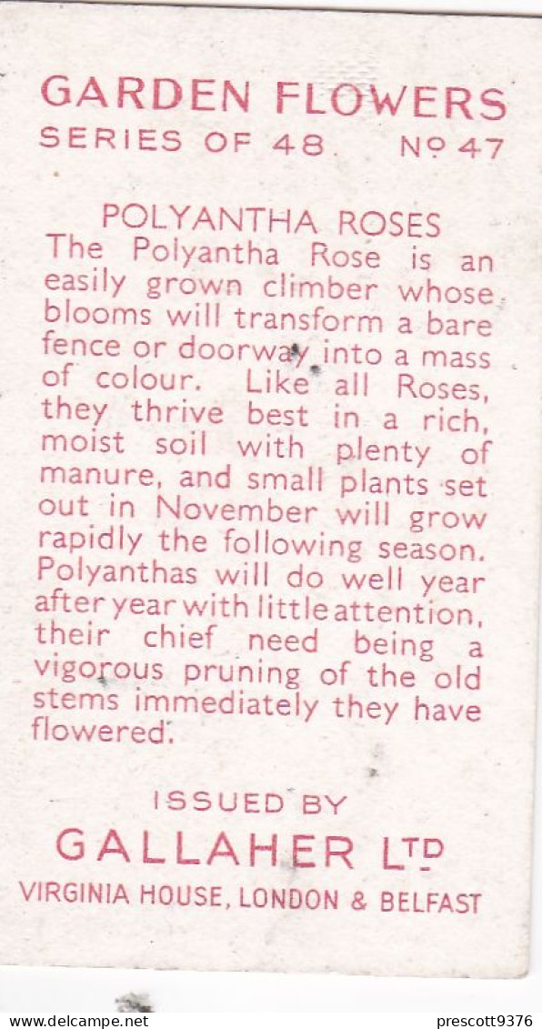 47 Polyantha Roses - Garden Flowers 1938 - Gallaher Cigarette Card - Original - - Gallaher