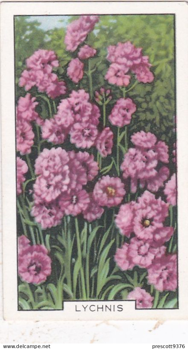 43 Lychnis - Garden Flowers 1938 - Gallaher Cigarette Card - Original - - Gallaher