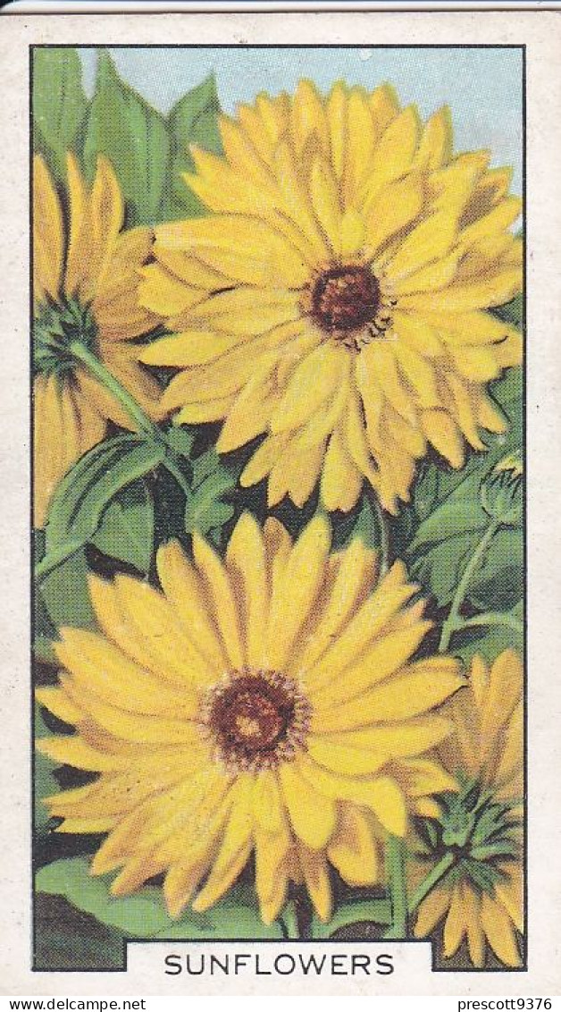 38 Sunflowers  - Garden Flowers 1938 - Gallaher Cigarette Card - Original - - Gallaher