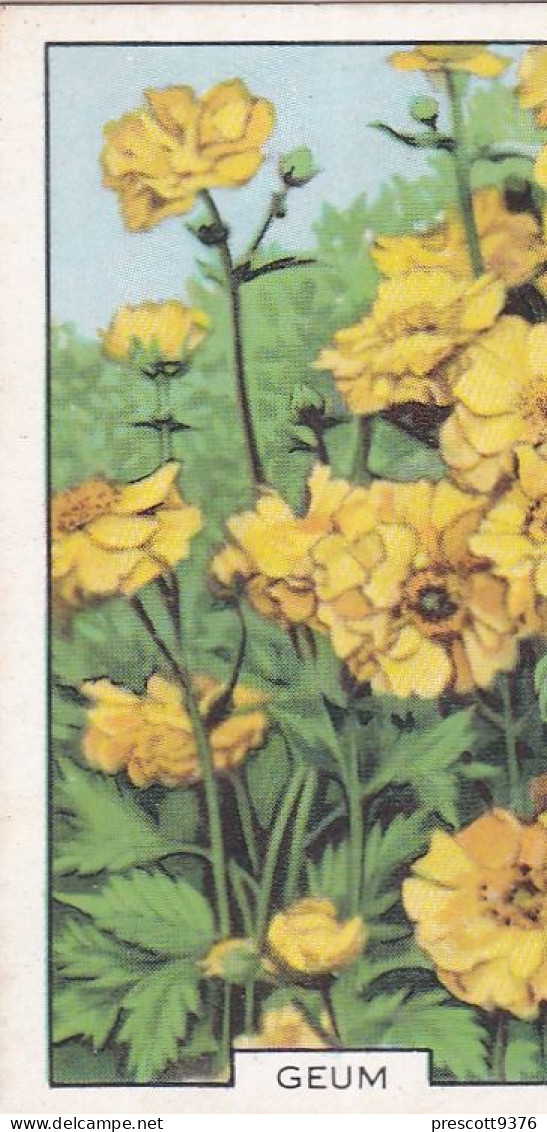 Geum - Garden Flowers 1938 - Gallaher Cigarette Card - Original - - Gallaher