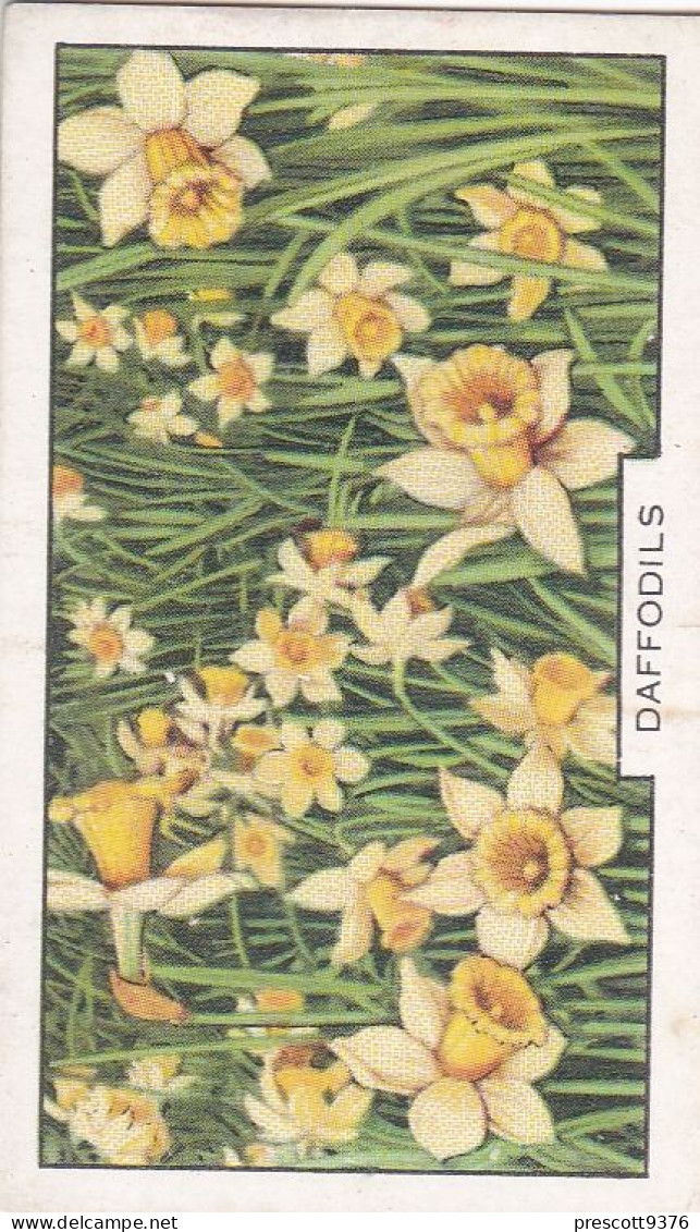 39 Daffodils  - Garden Flowers 1938 - Gallaher Cigarette Card - Original - - Gallaher