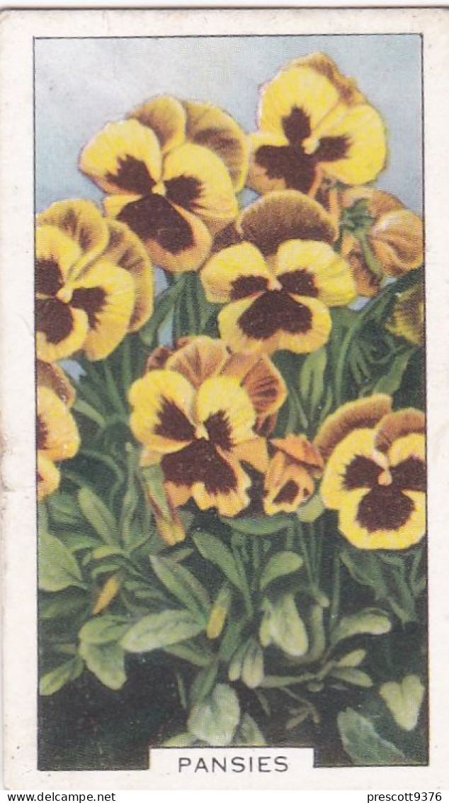 32 Pansies  - Garden Flowers 1938 - Gallaher Cigarette Card - Original - - Gallaher
