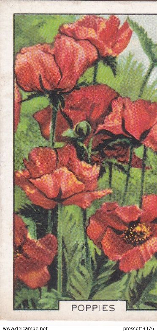 34 Poppies  - Garden Flowers 1938 - Gallaher Cigarette Card - Original - - Gallaher