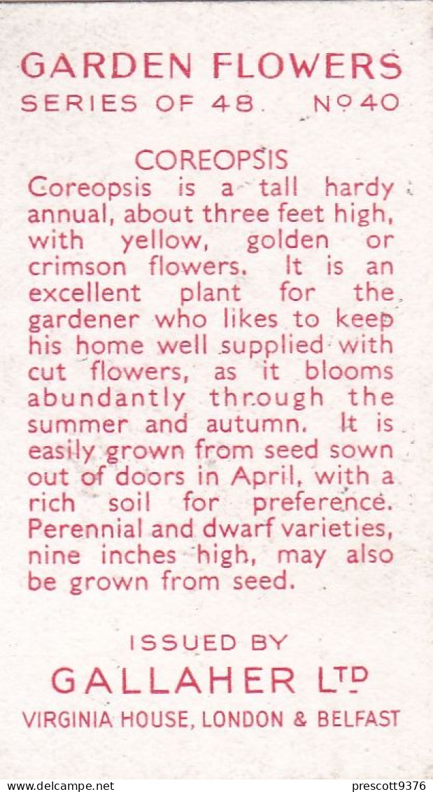 40 Correopsis  - Garden Flowers 1938 - Gallaher Cigarette Card - Original - - Gallaher
