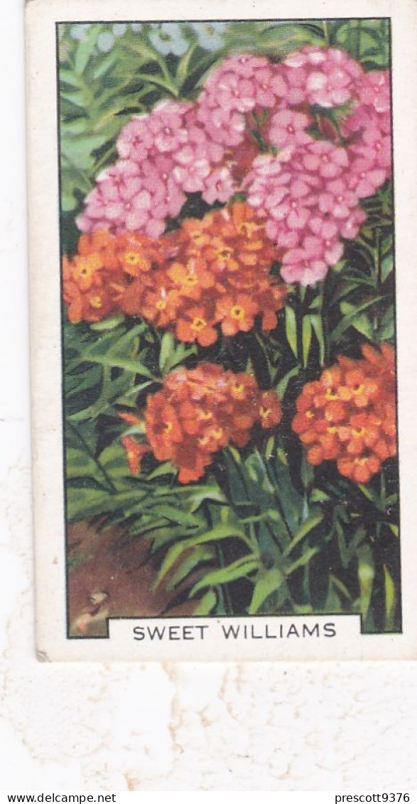 35 Sweet William  - Garden Flowers 1938 - Gallaher Cigarette Card - Original - - Gallaher